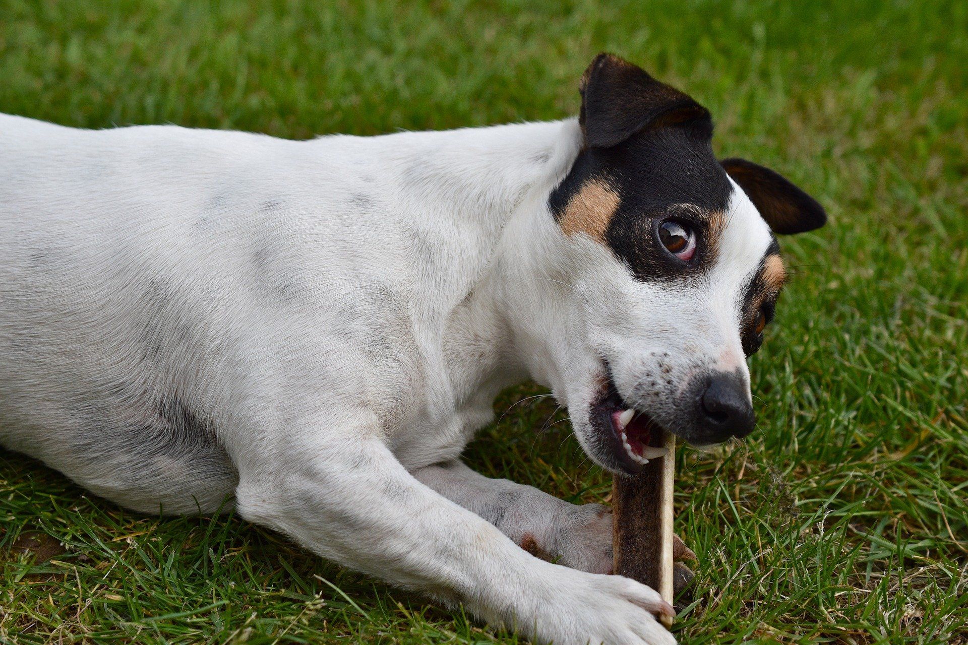 how-to-stop-a-dog-from-resource-guarding