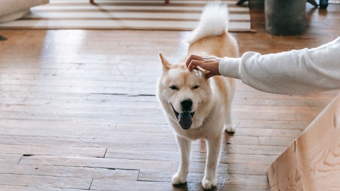 In Home Dog Training - Westchester Animal Behavior