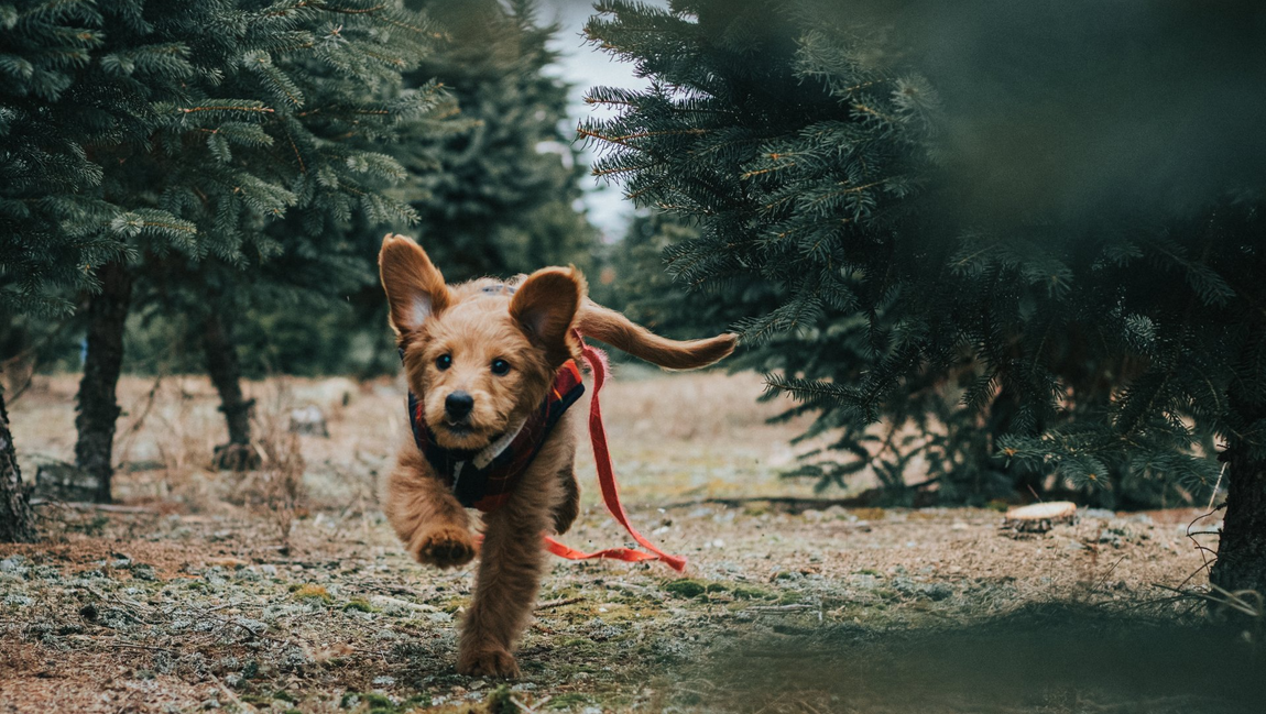 Reactivity Dog Training - Westchester Animal Behavior