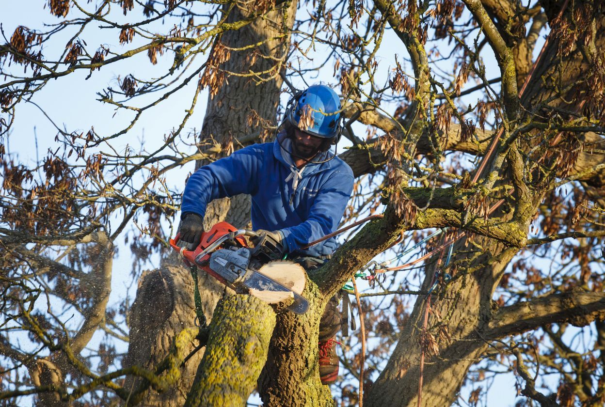 tree removal