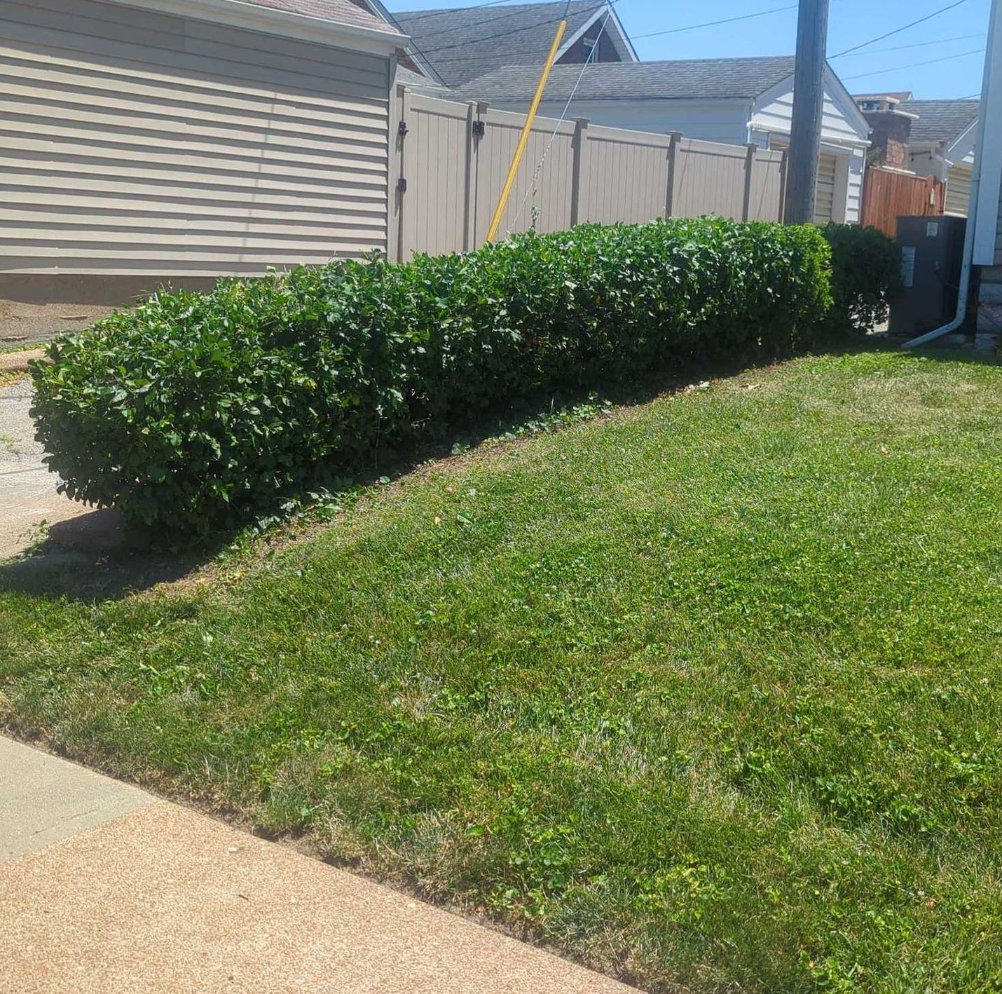 Freshly trimmed hedge next to a green lawn.