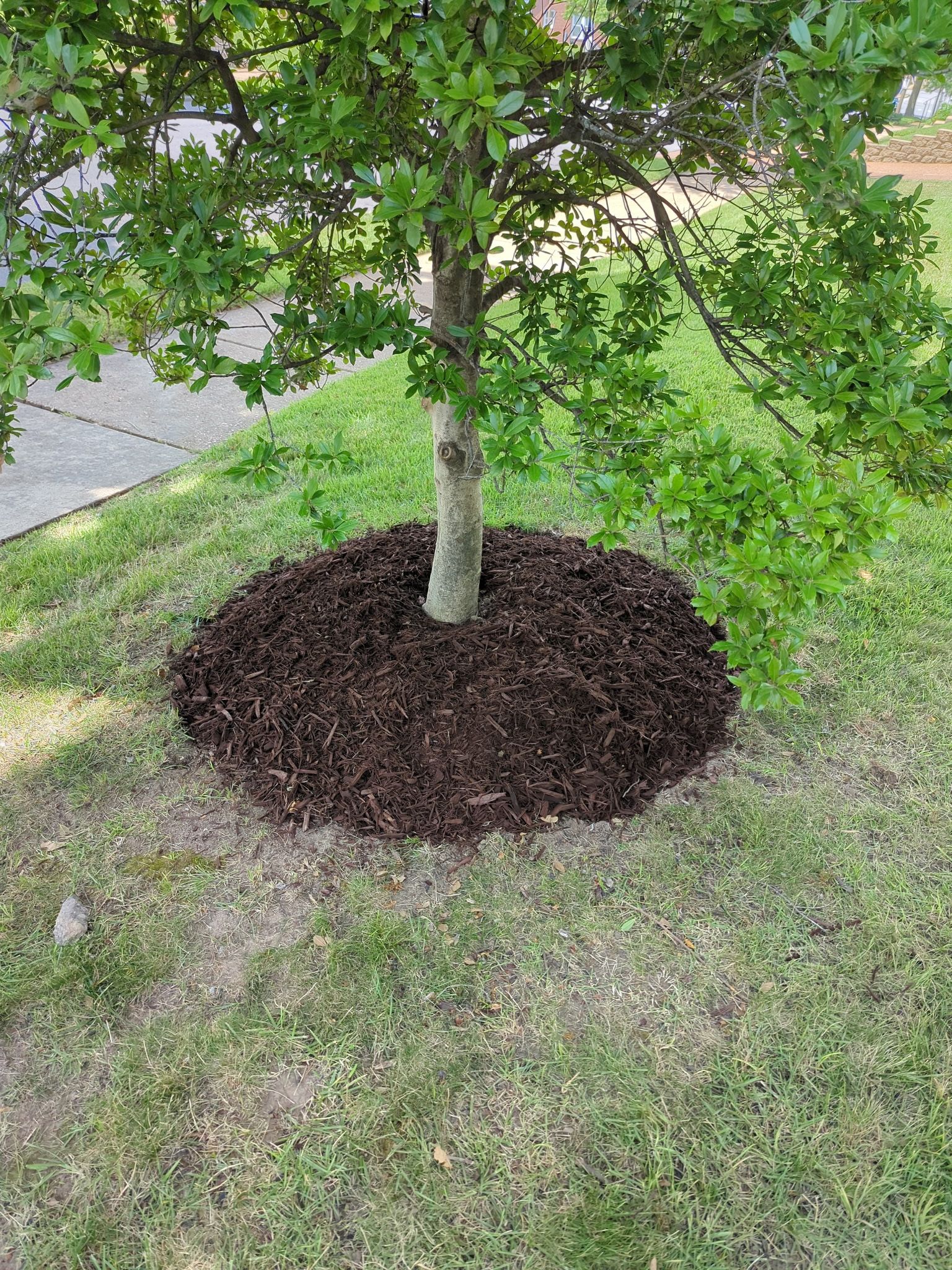 A tree is sitting in the middle of a lush green field surrounded by mulch.
