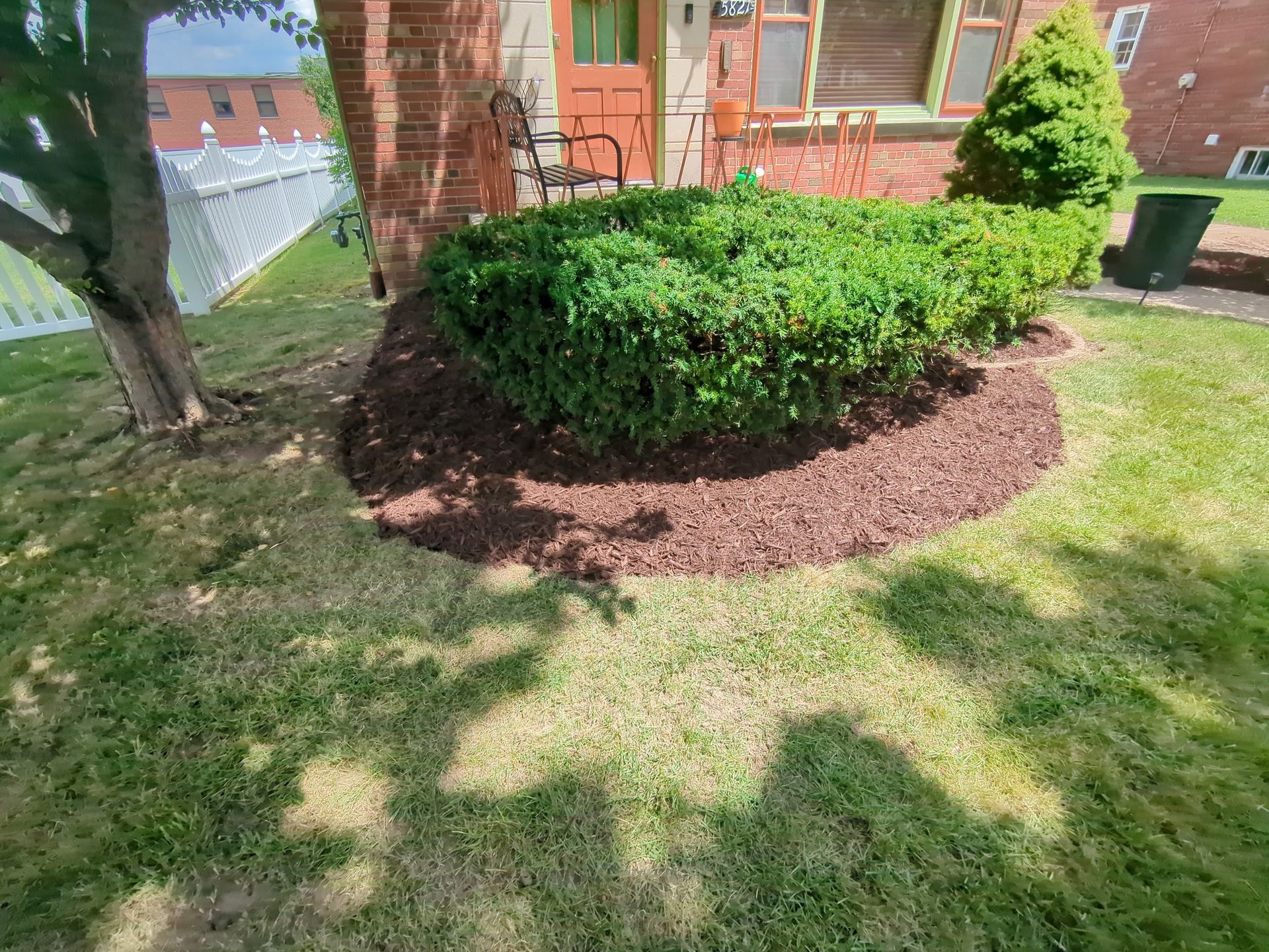 There is a bush in the middle of the lawn in front of a house.