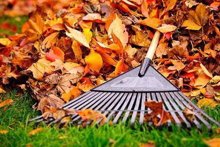raking leaves in st paul mn