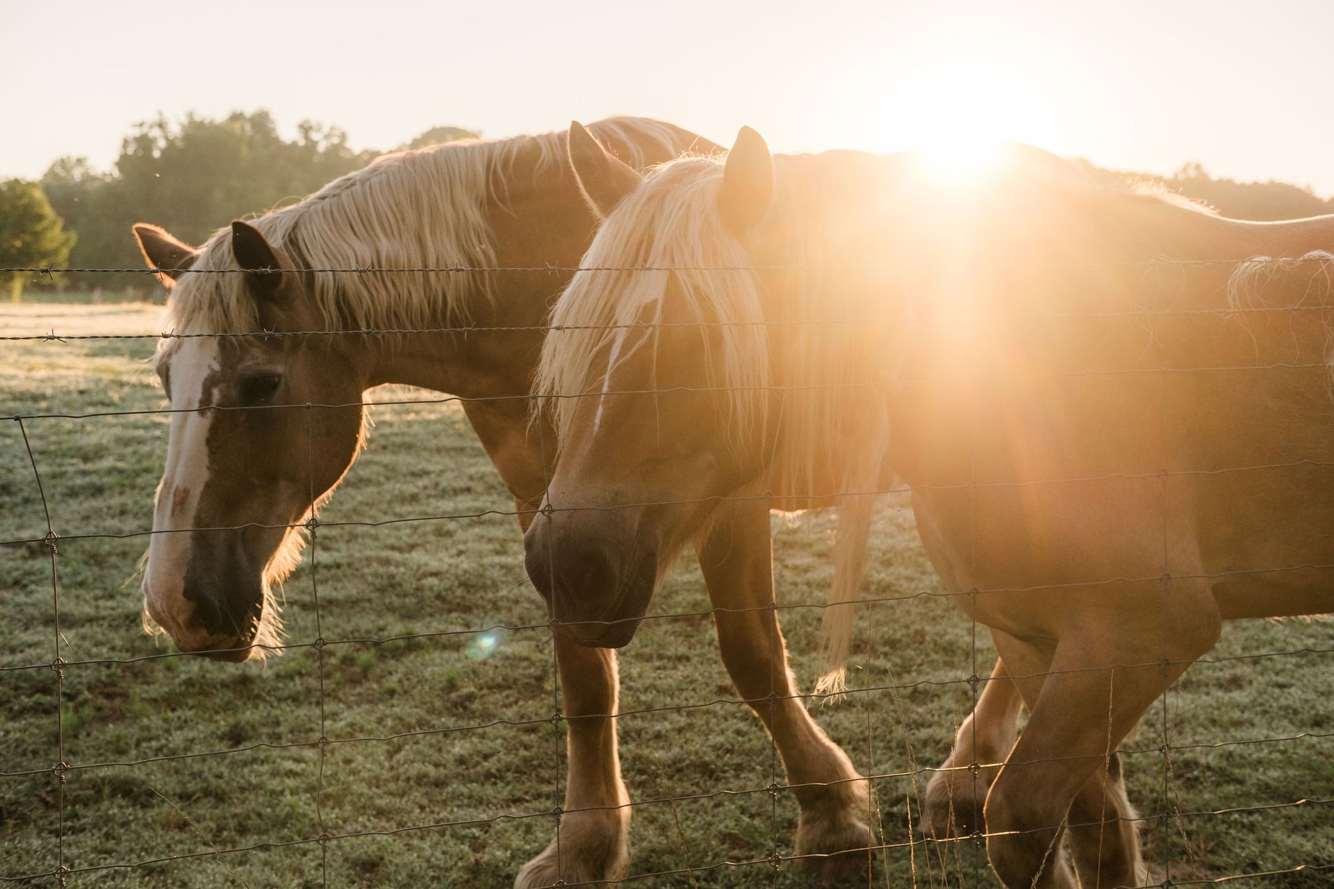 Two horses are standing next to each other in a field.