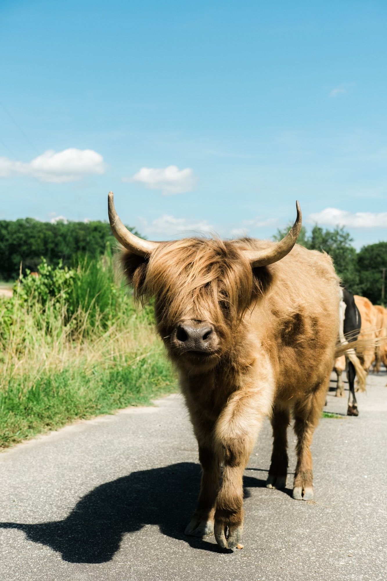 A brown cow with long horns is walking down a road.