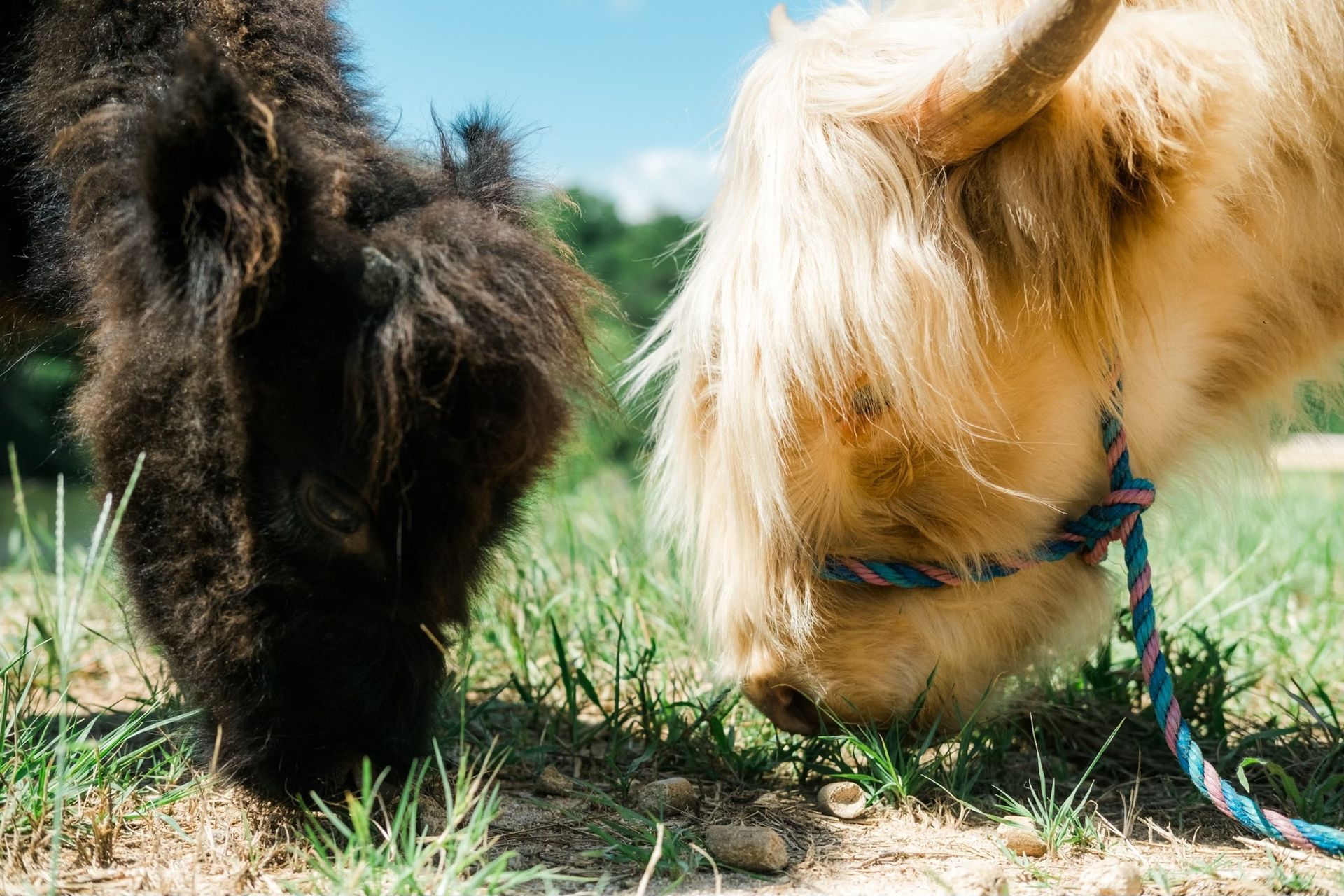 Two cows , one black and one white , are grazing in a field.