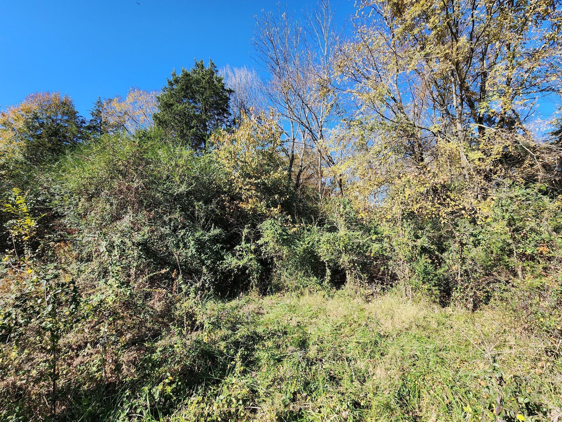 Dense green shrubs and autumn trees on a hillside under a clear blue sky