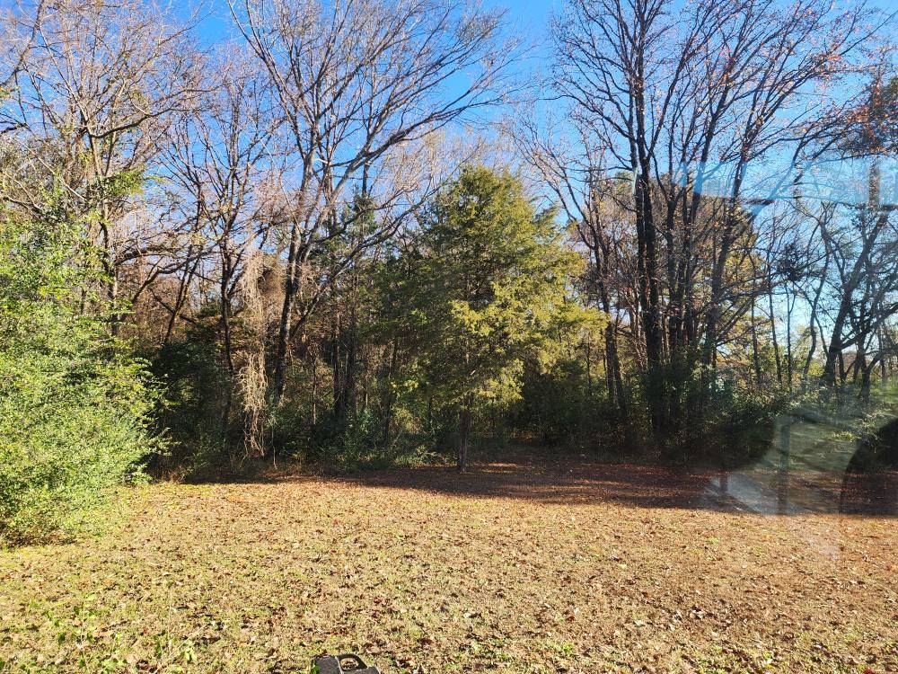 Leaf-covered clearing bordered by bare trees and evergreens under a clear blue sky