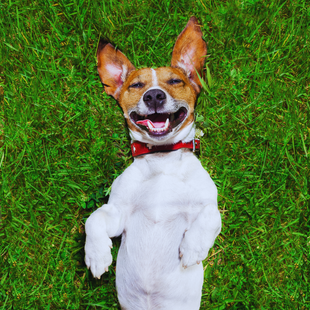waste not wanted pet waste removal - henrico, va - dog poop removal