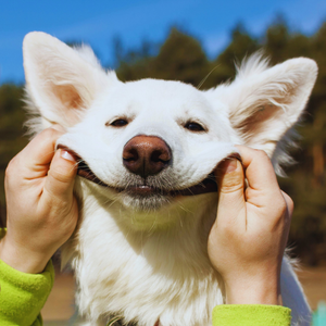 pooper scooper henrico, va - waste not wanted pet waste removal