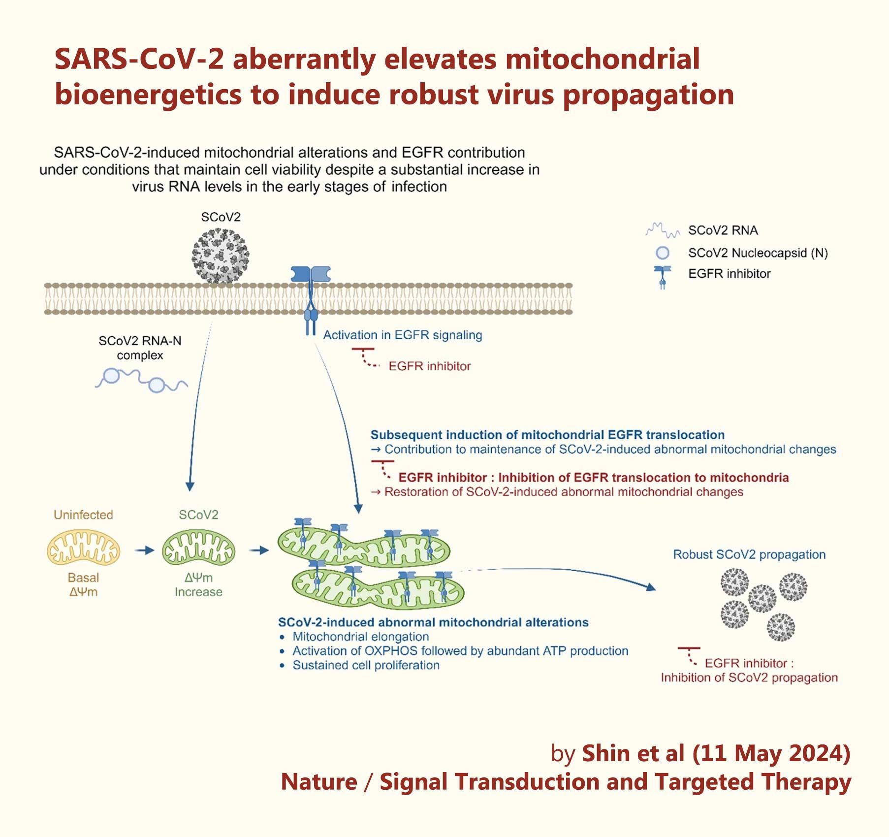 A schematic diagram showing the significant contribution of SCoV2-induced altered mitochondrial dynamics and mitochondrial EGFR translocation in sustaining viral propagation.