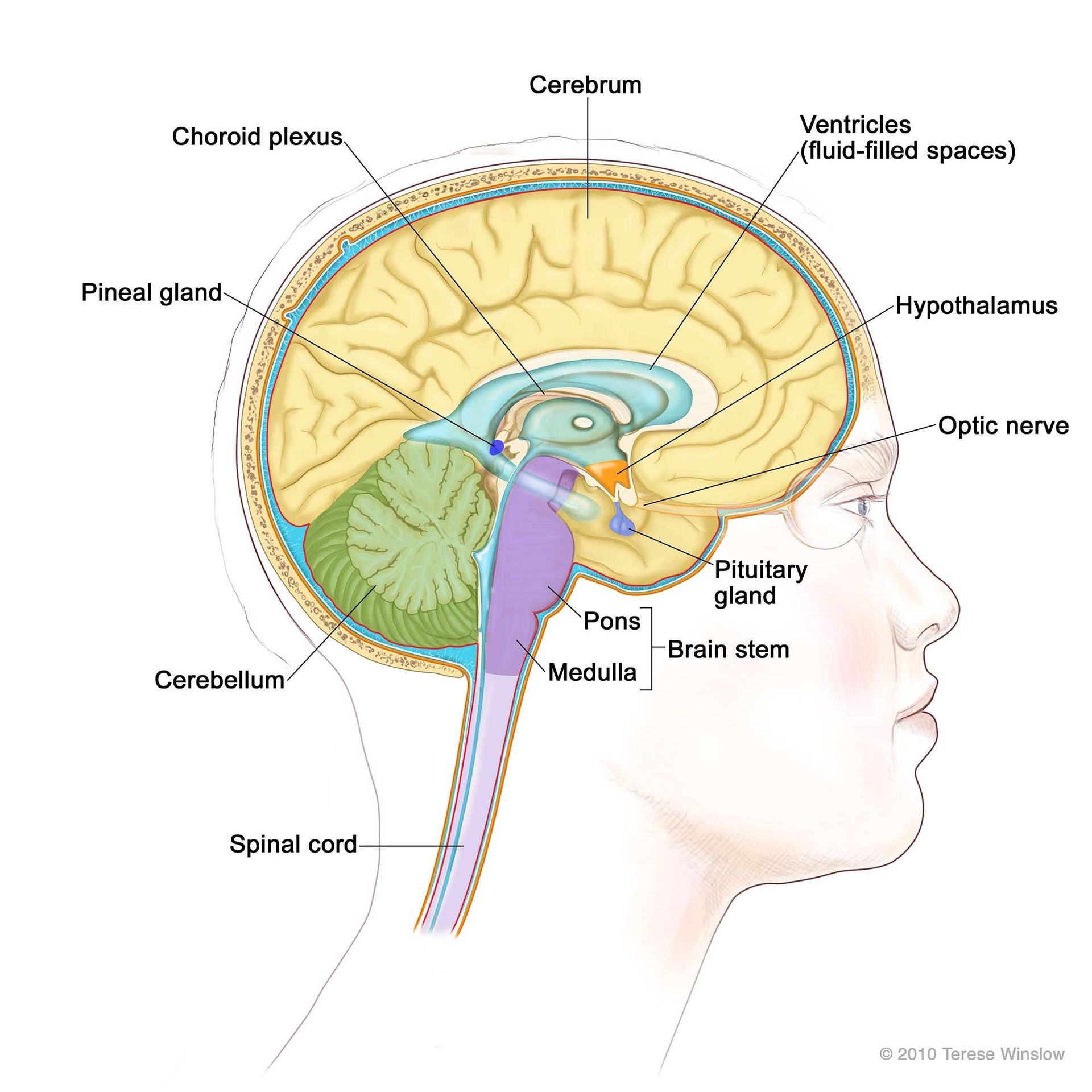 Parts of the human brain.