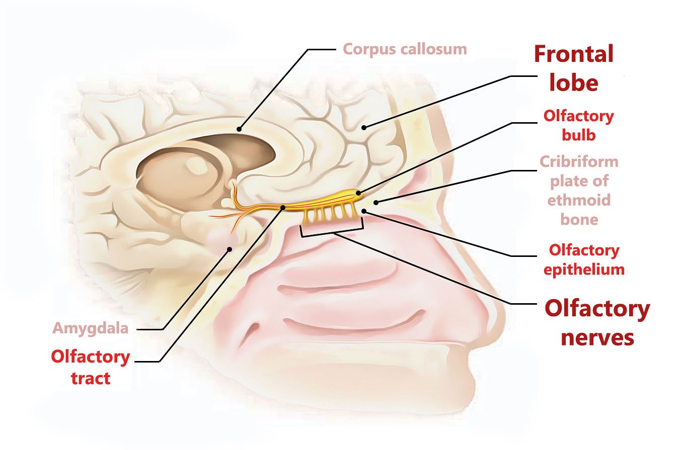 Olfactory nerves and frontal lobe.
