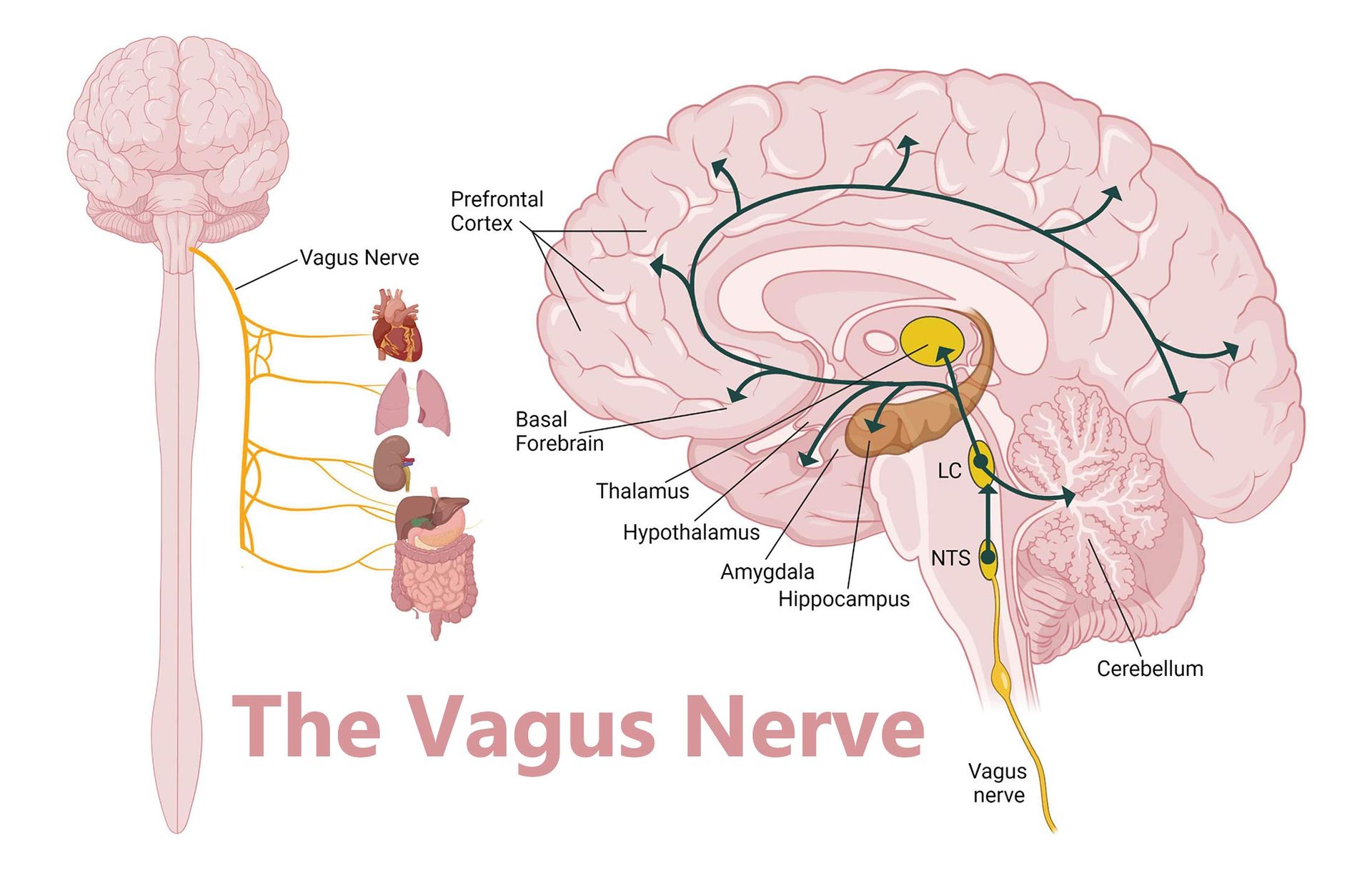 Position of vagus nerve in brain and its function.