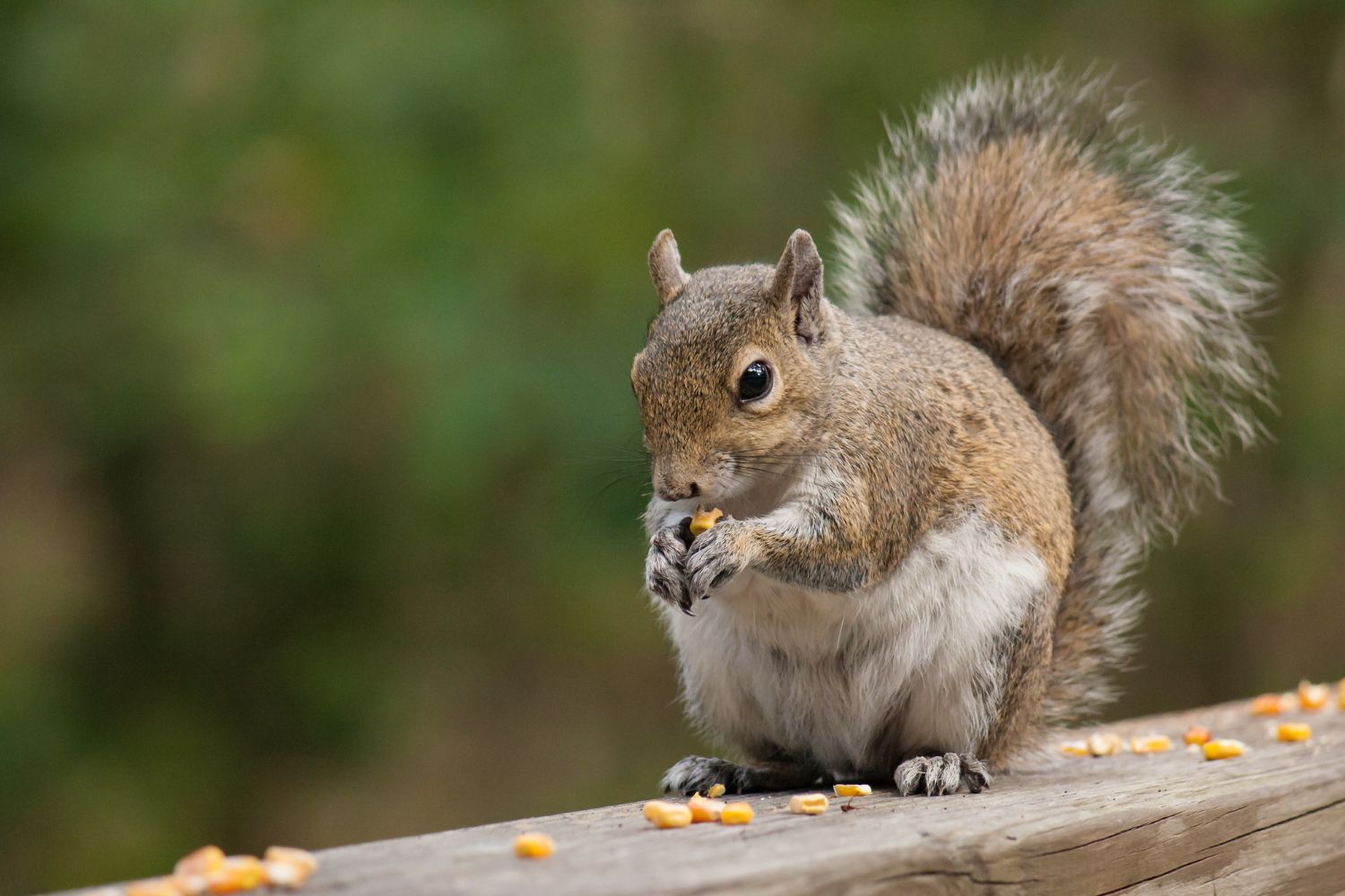 Exclusive wildlife removal leads
