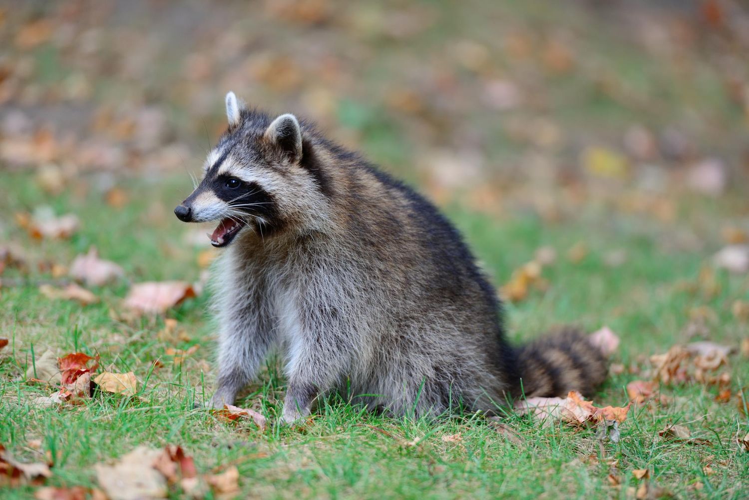Wildlife control expert removing raccoon from attic