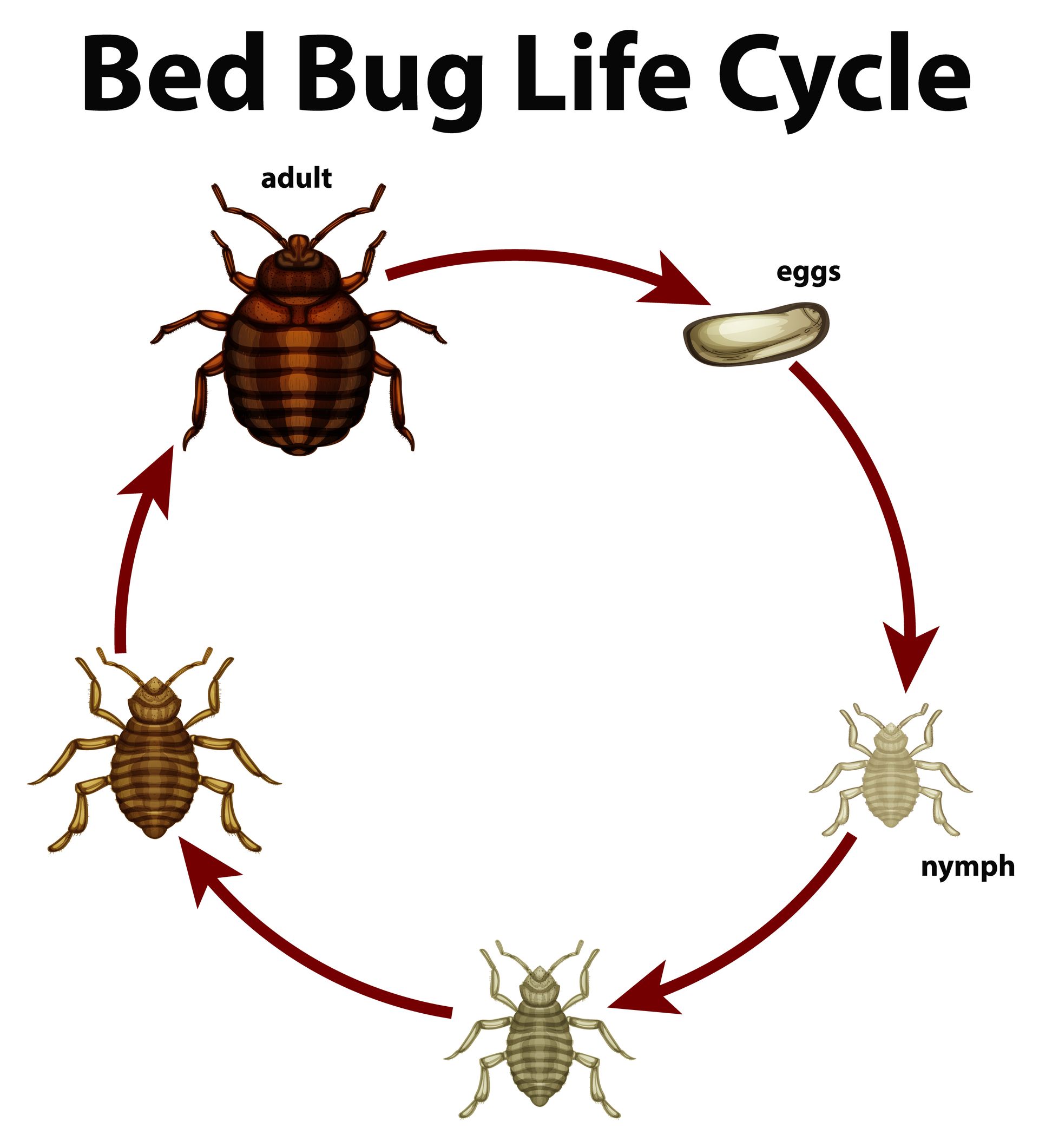 Pest control technician treating bed bug infestation