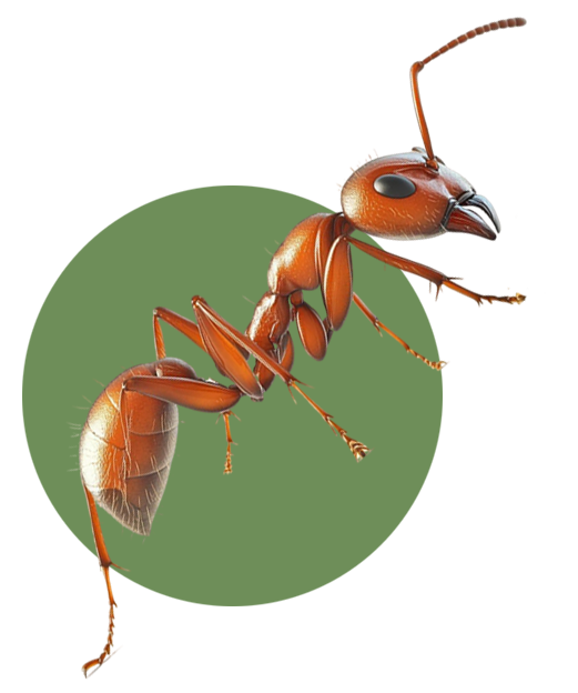 Termite Control Leads