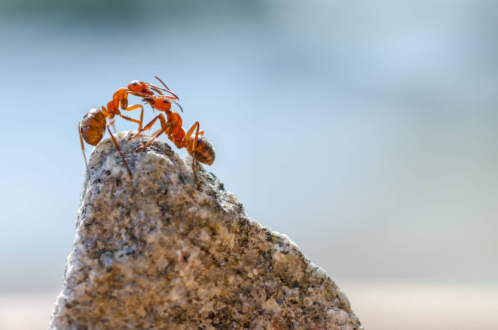 Ant colony extermination service call