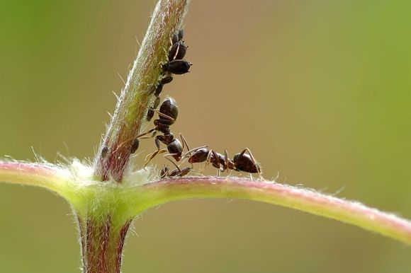 Exclusive pest control leads generation service for exterminators