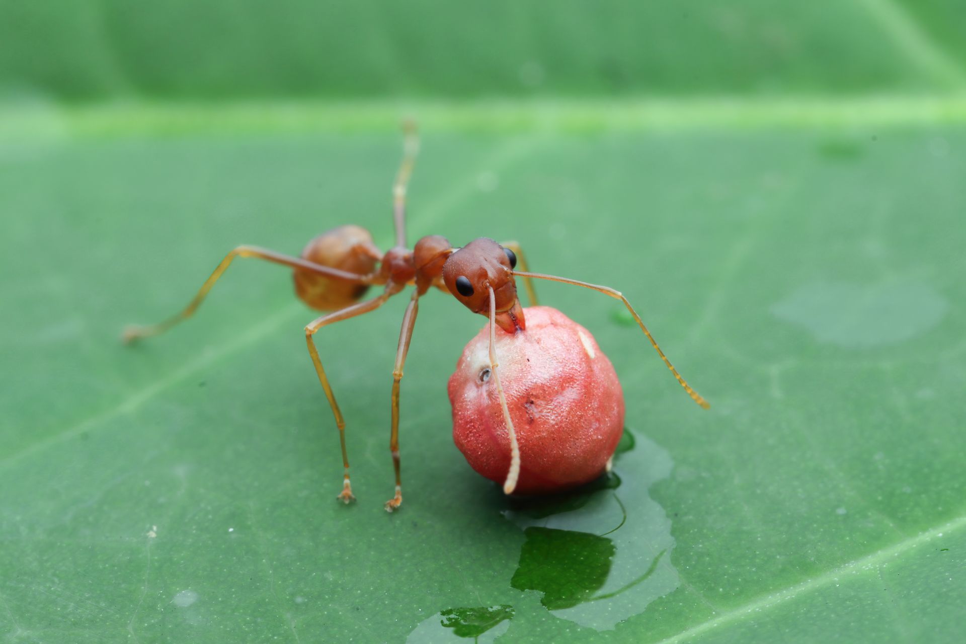 Ant extermination pest control leads