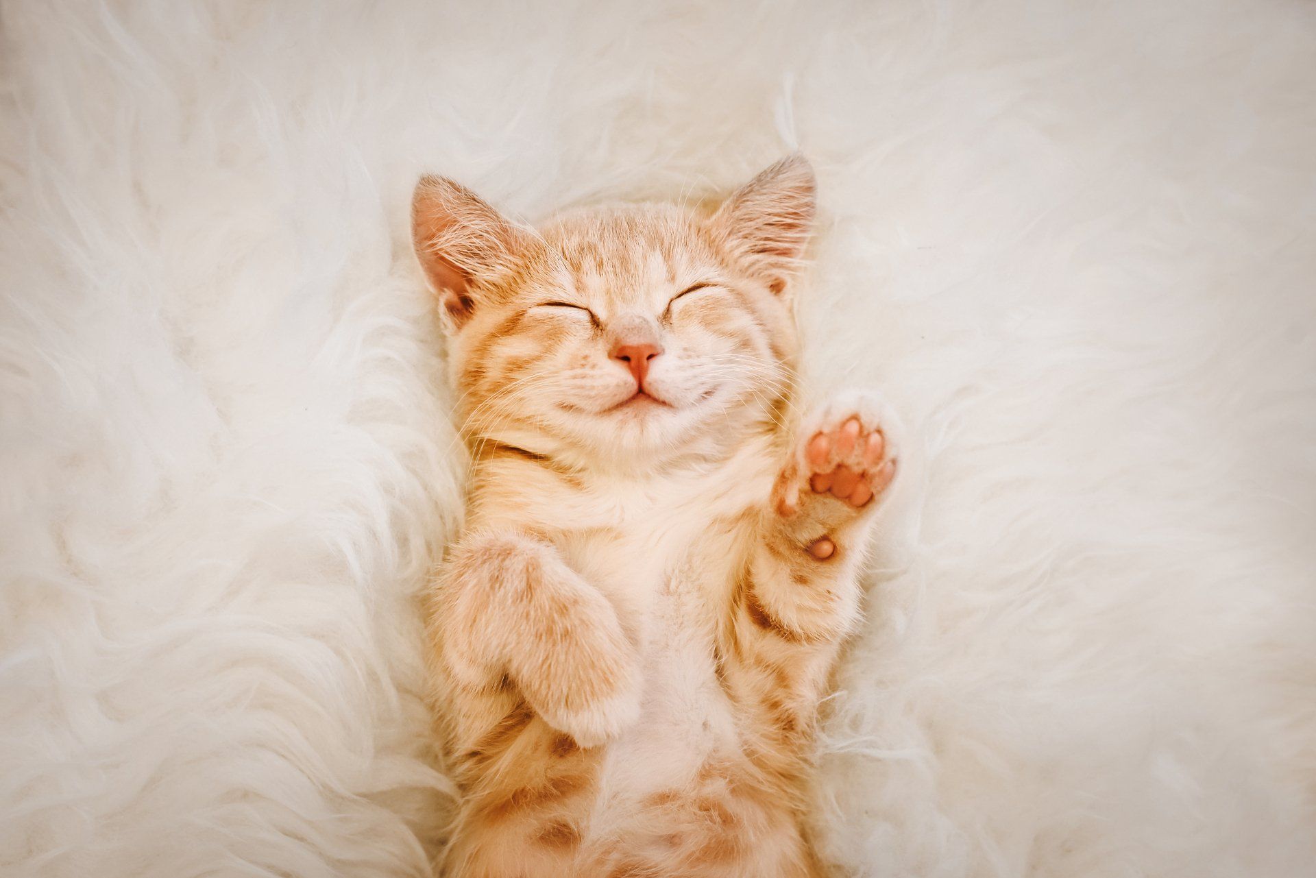 Sleeping Cat - Colorado Springs, CO - Colorado Cats Behavior