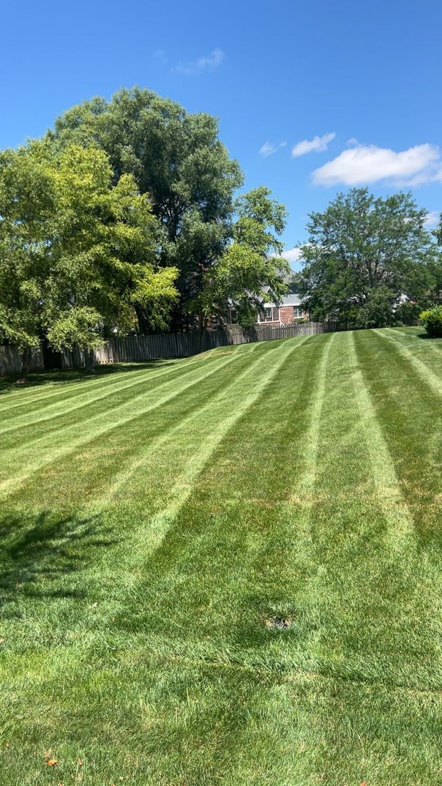 Sunny backyard lawn with striped mowing lines, large trees, and blue sky with clouds