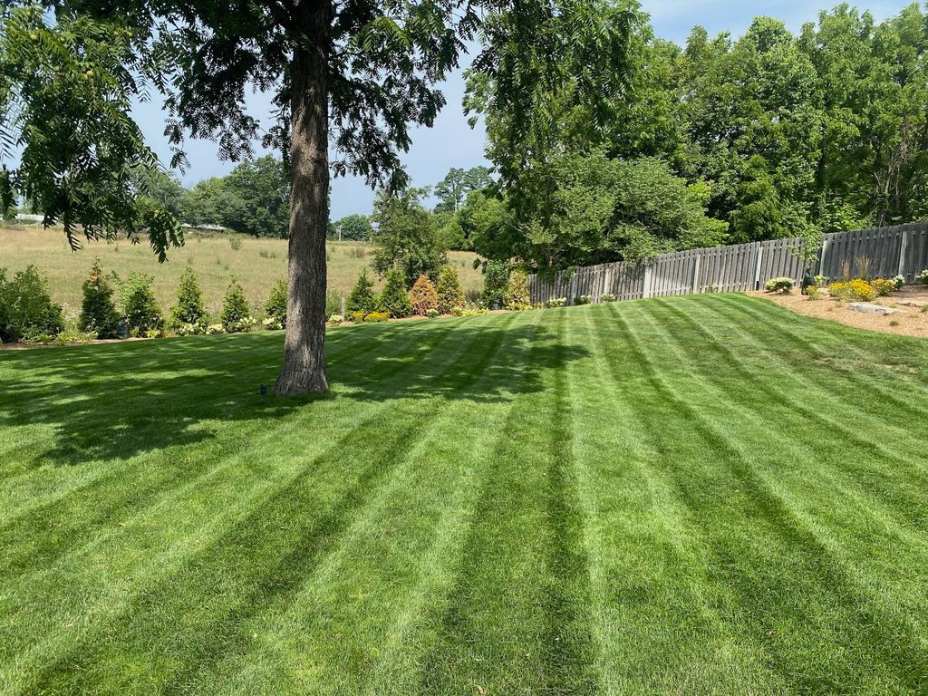Freshly mowed green lawn with tree shade and a fenced backyard under bright sunlight