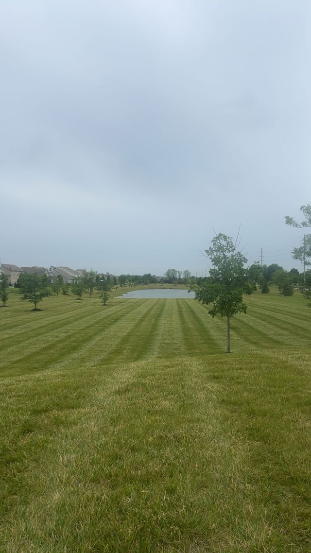 Grassy orchard with rows of young trees under a cloudy sky and a small pond in the distance