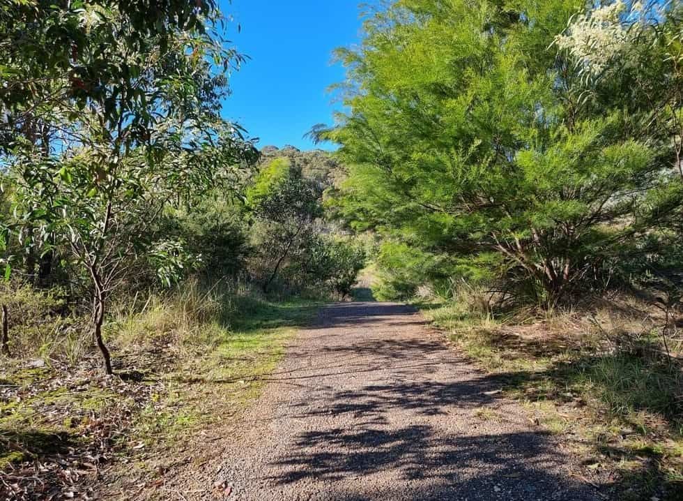 A Dirt Road Surrounded By Trees On A Sunny Day — REM Auto Electrics In Wallsend, NSW
