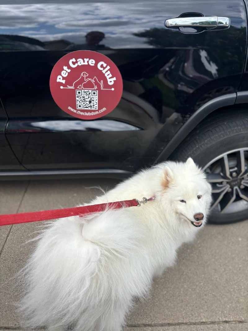 White fluffy dog on a leash next to a black car with a 