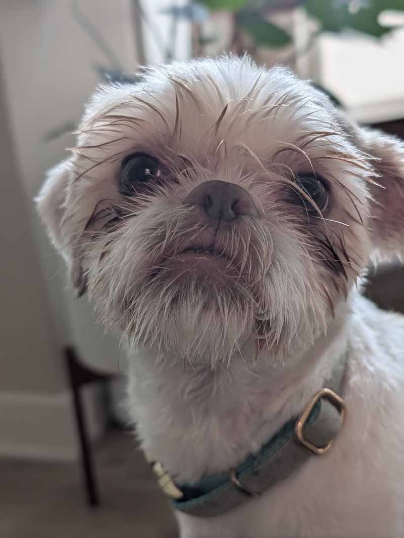 Close-up of small, white and gray dog with a slightly sad expression, wearing a gray collar.