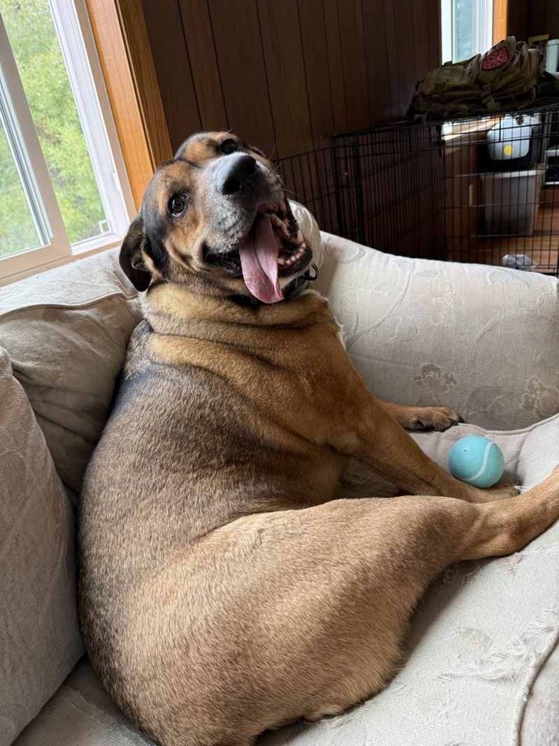 Brown and tan dog lounging on a cream-colored dog bed, tongue out, with a blue ball nearby.