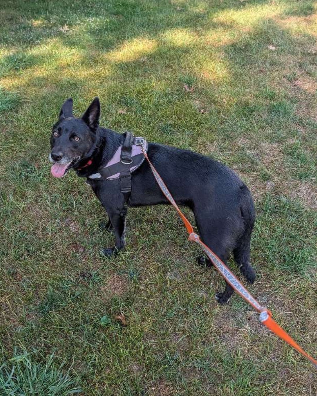 Black dog with a pink and grey harness, on a leash, panting, standing on grass.