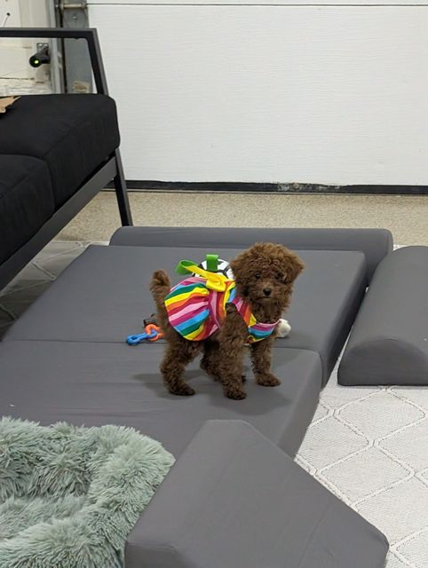 Brown poodle wearing a rainbow backpack stands on gray foam blocks.
