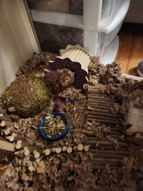 Hamster peeks out of a wooden house in a habitat filled with wood chips and toys.