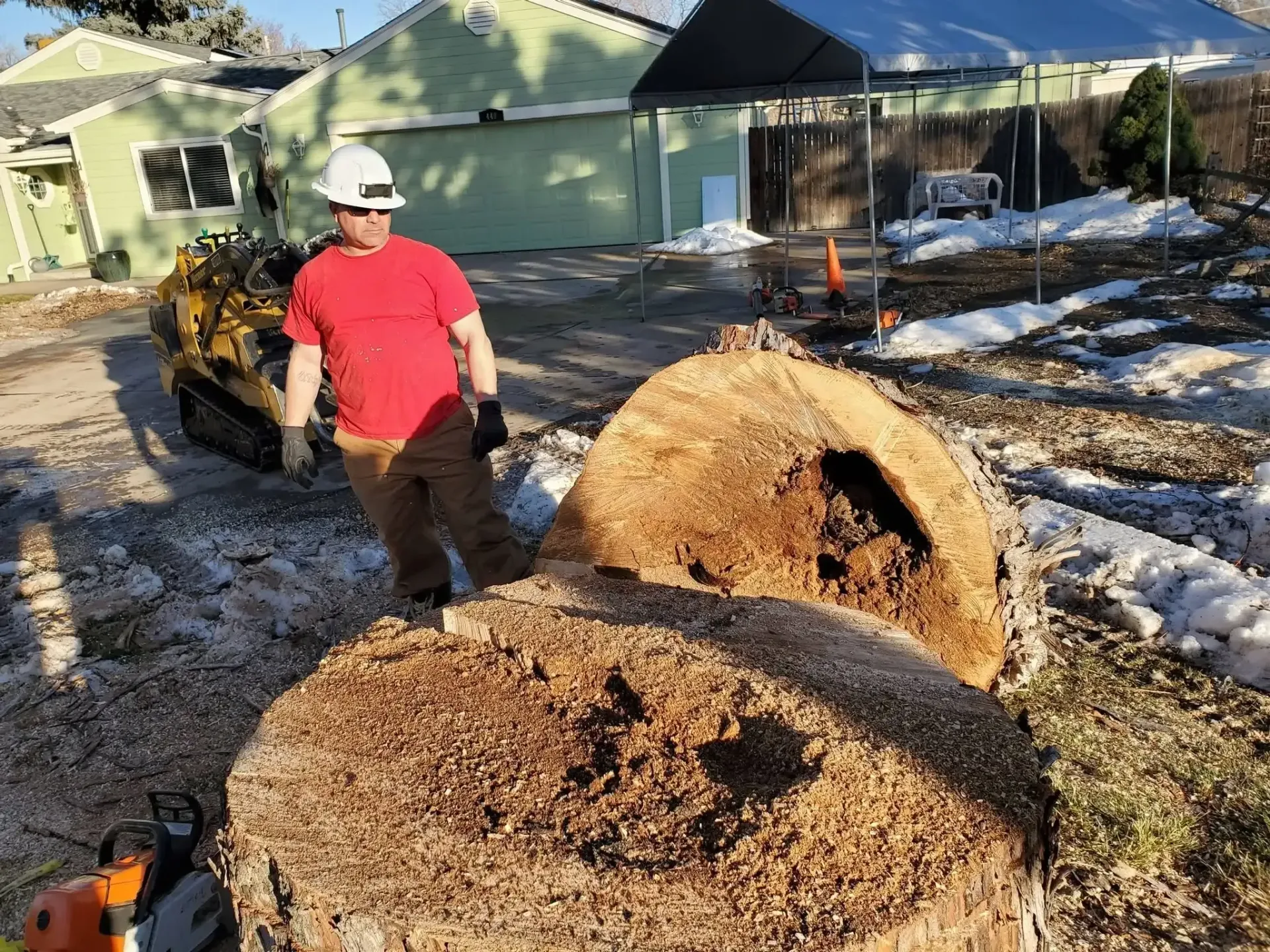Tree service worker beside a large hollow tree stump prepared for grinding in Centennial, CO