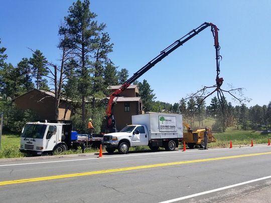 Stump Grinding in Highlands Ranch, CO