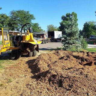 Tree Health in Centennial, CO