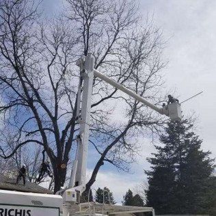Tree Removal in Highlands Ranch, CO