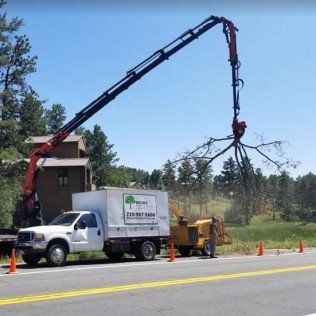 Tree Trimming in Highlands Ranch, CO
