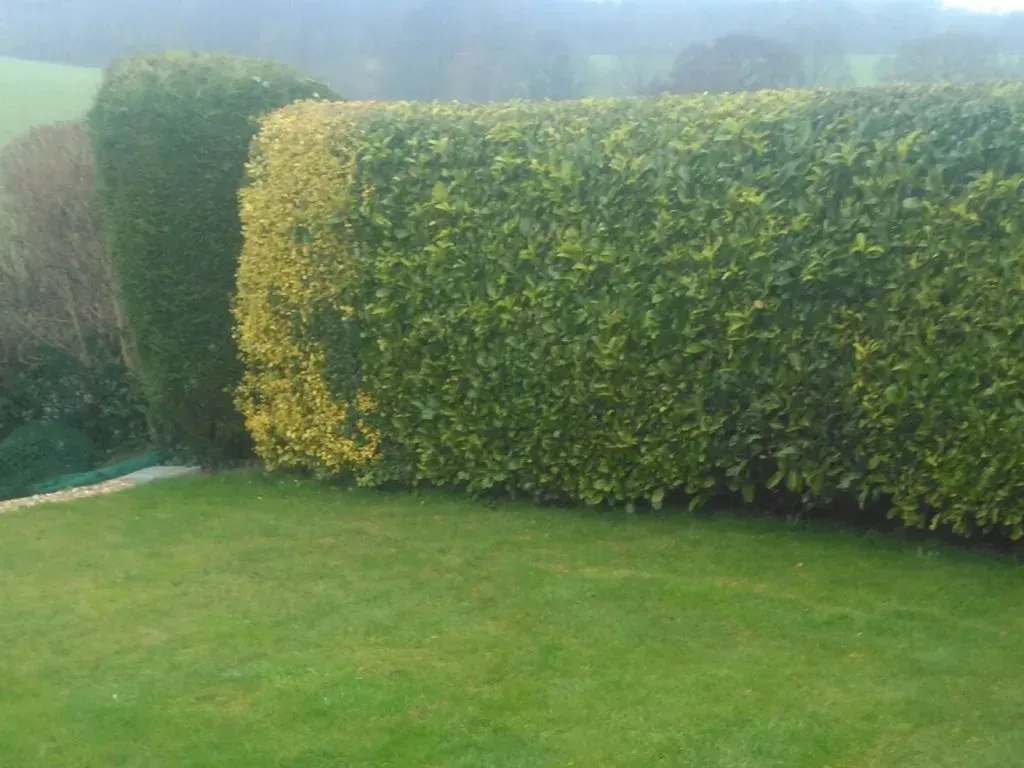 Landscaping