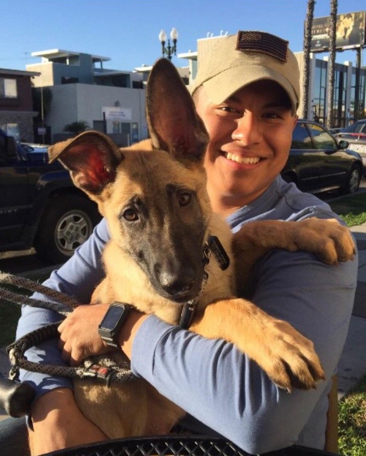 Dog Training Chicago, IL K9 Driven Chicago