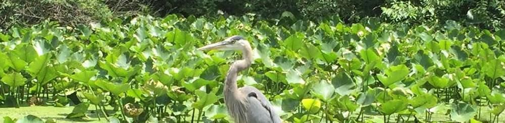 A white heron standing in a lush green field of leafy crops under a clear sky