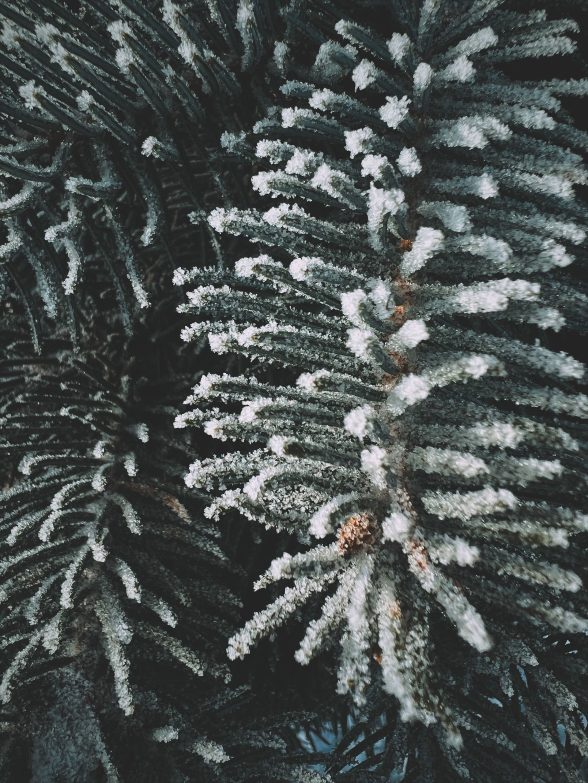 Snow-covered evergreen branches in a close-up view, with white frost on dark green needles.