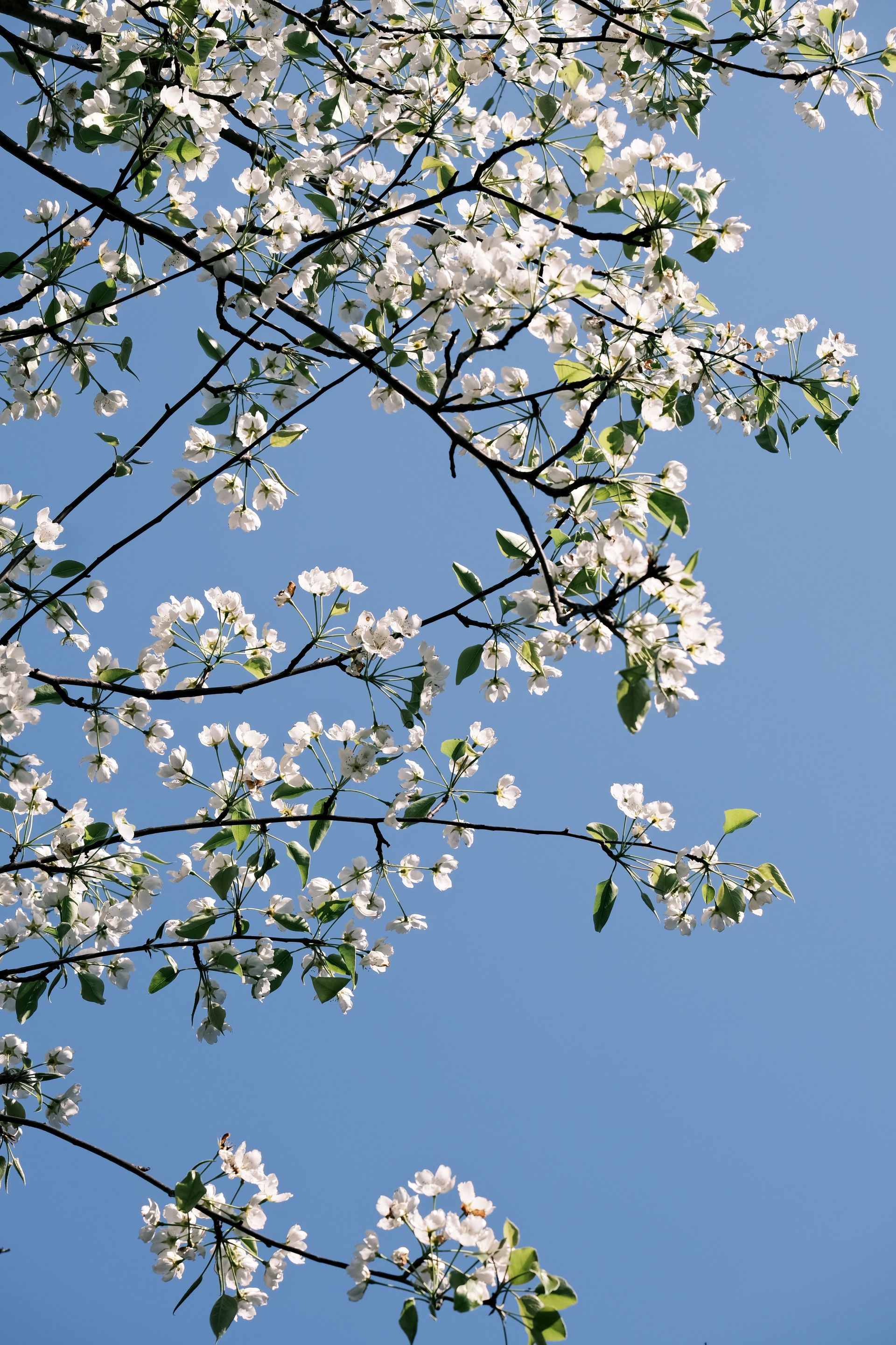 White blossoms on tree branches against a clear blue sky