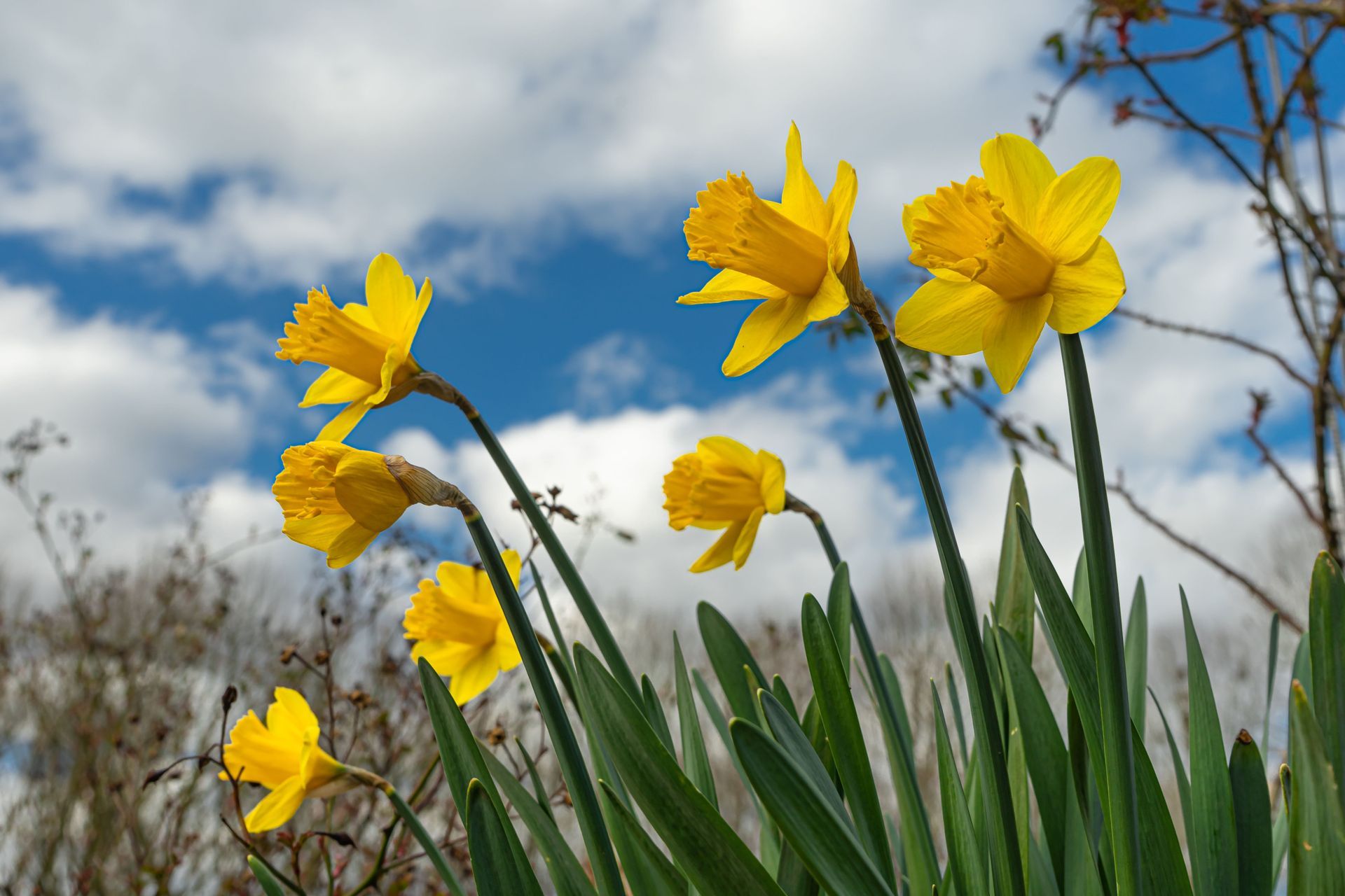 Yellow daffodils blooming against a cloudy blue sky