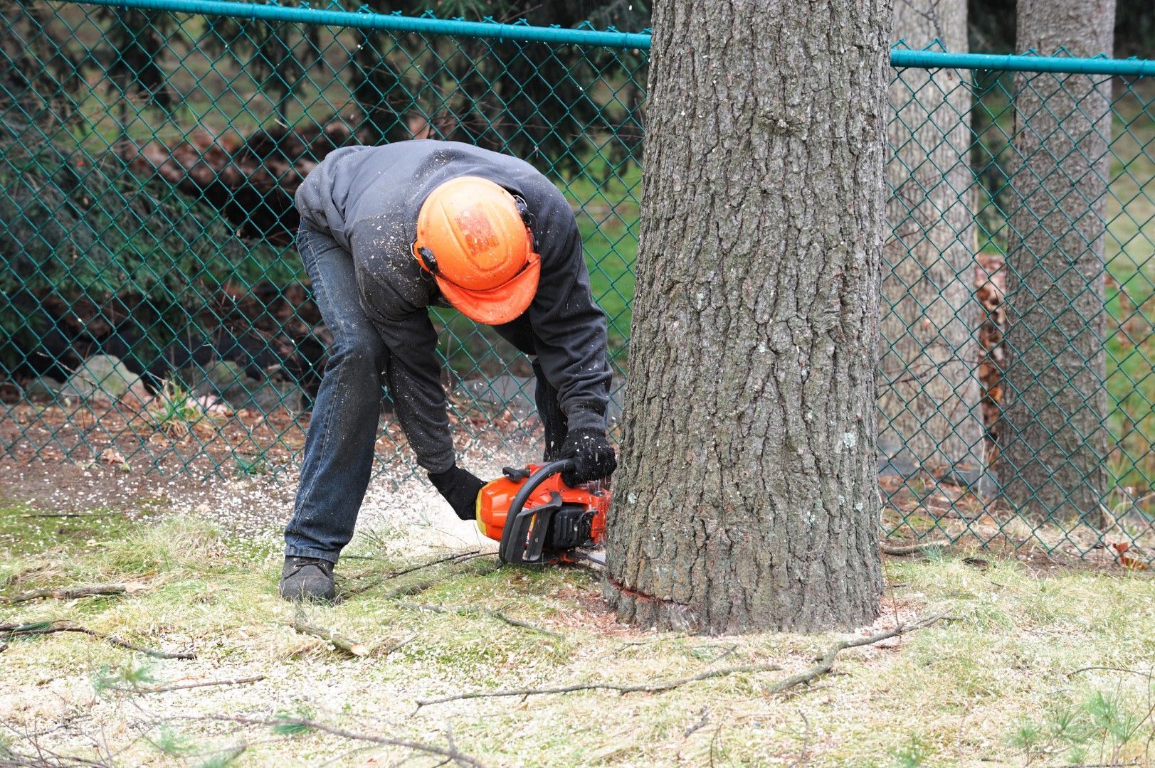 A man is cutting a tree with a chainsaw.