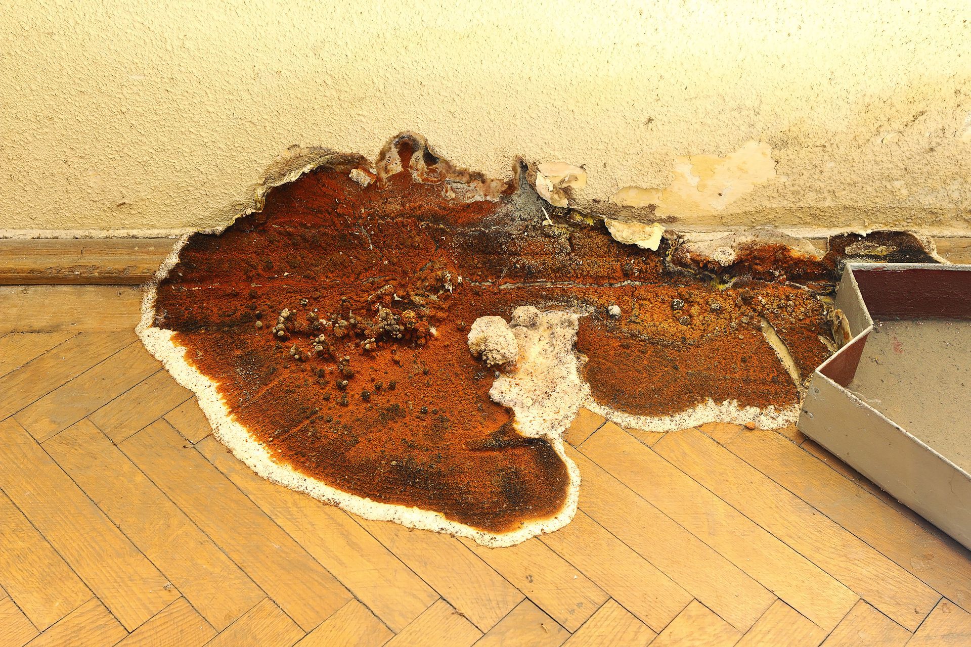 Brown water damage on wooden floor, near wall. White, crusty edges surround the damage.